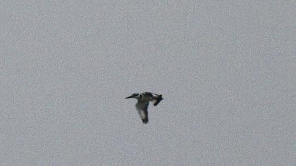 Alaca yalıçapkını