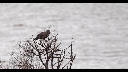 Büyük orman kartalı