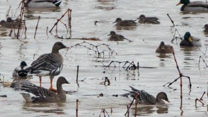 Taiga/Tundra Bean Goose