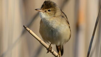 Çalı kamışçını