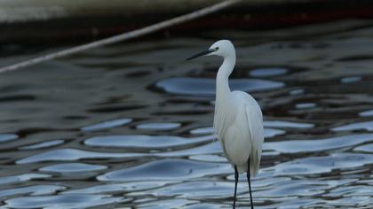 Küçük ak balıkçıl