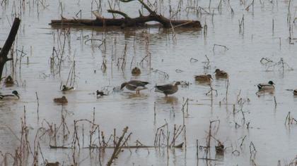 Taiga/Tundra Bean Goose