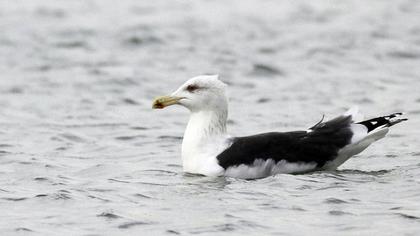 Büyük karasırtlı martı