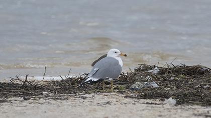 Van gölü martısı