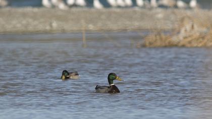 Mallard