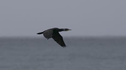 Great Cormorant