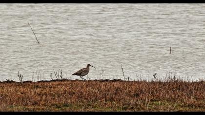 Sürmeli kervançulluğu