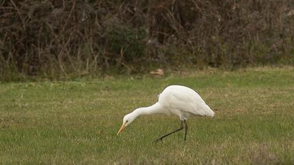 Büyük ak balıkçıl