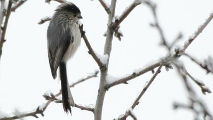 Uzunkuyruklu baştankara