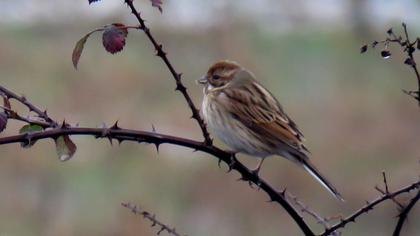 Bataklık Kirazkuşu