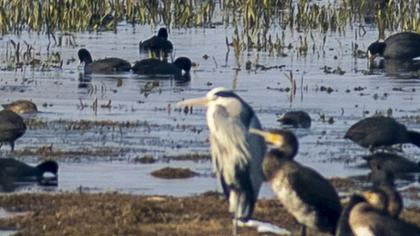 Grey Heron
