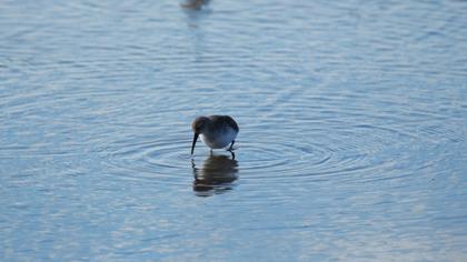 Karakarınlı kumkuşu