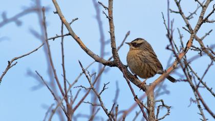 Sürmeli dağbülbülü
