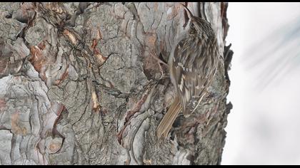 Bahçe tırmaşıkkuşu