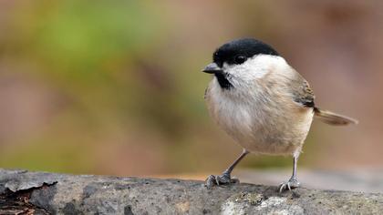Kayın baştankarası