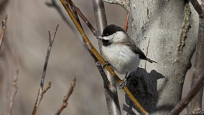 Akyanaklı baştankara