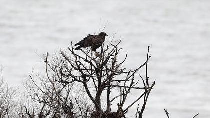 Büyük orman kartalı