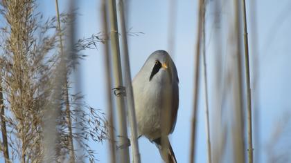 Bıyıklı baştankara
