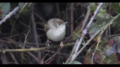 Dikkuyruklu ötleğen