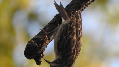 Bahçe tırmaşıkkuşu