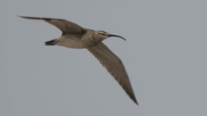 Sürmeli kervançulluğu