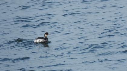 Black-necked Grebe