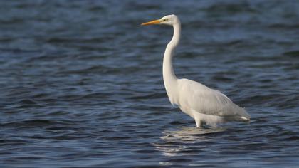 Büyük ak balıkçıl
