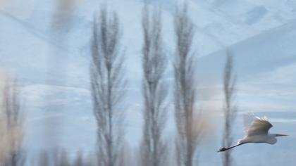 Büyük ak balıkçıl