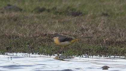 Dağ kuyruksallayanı