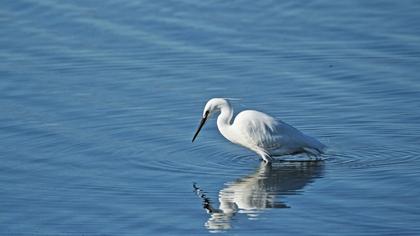Küçük ak balıkçıl