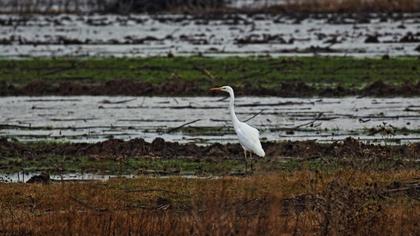 Büyük ak balıkçıl