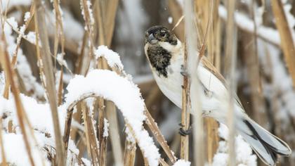 Bataklık Kirazkuşu