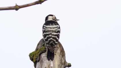 Küçük ağaçkakan