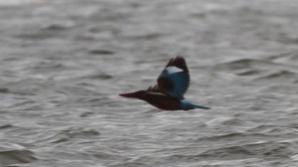 İzmir yalıçapkını