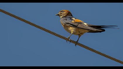 Kızıl kırlangıç