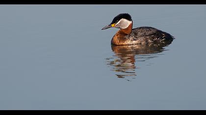 Kızılboyunlu batağan