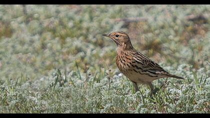 Kızılgerdanlı incirkuşu