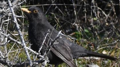 Common Blackbird