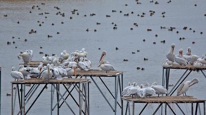 Dalmatian Pelican