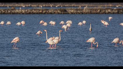 Greater Flamingo