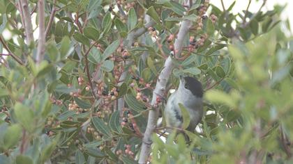 Karabaşlı ötleğen