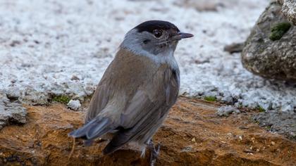 Karabaşlı ötleğen