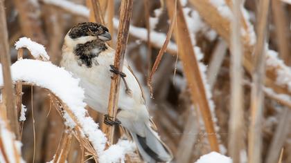 Bataklık Kirazkuşu