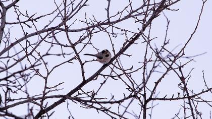 Long-tailed Tit