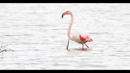 Greater Flamingo