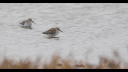 Karakarınlı kumkuşu