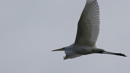 Büyük ak balıkçıl