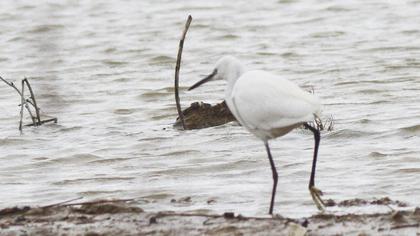 Küçük ak balıkçıl