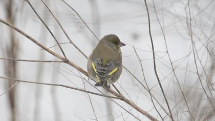 European Greenfinch