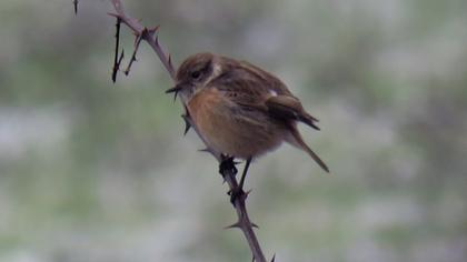 European Stonechat